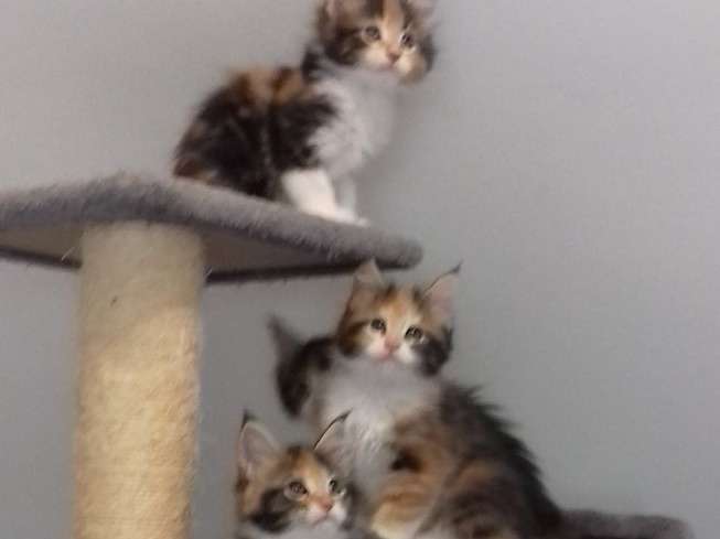 4 chatons Maine Coon, 1 mâle et 3 femelles disponibles à la vente