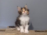 4 chatons Maine Coon, 1 m&acirc;le et 3 femelles disponibles &agrave; la vente