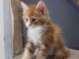 4 chatons Maine Coon, 1 m&acirc;le et 3 femelles disponibles &agrave; la vente