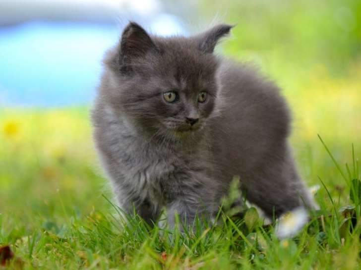 Réservation ouverte pour un chaton mâle Maine Coon né en juillet 2021, mâle bleu smoke light