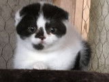 Chat adulte de 3 ans, femelle Scottish Fold noir et blanc mise en vente