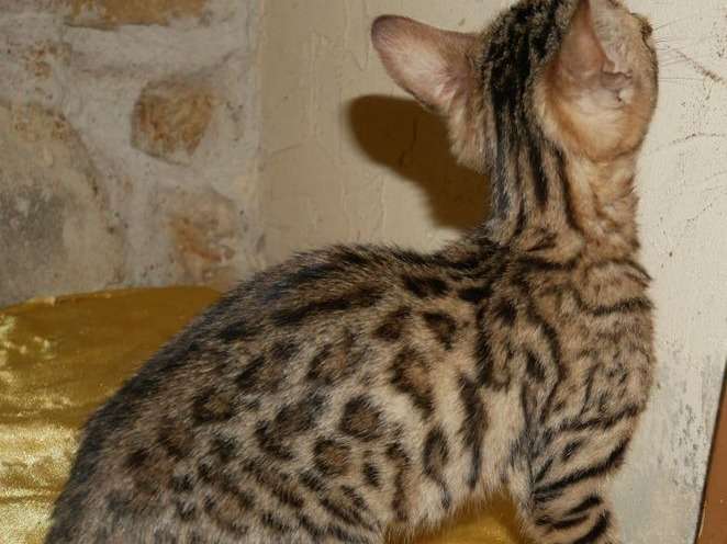 À vendre, chaton femelle Bengal de juin 2021, brown spotted tabby
