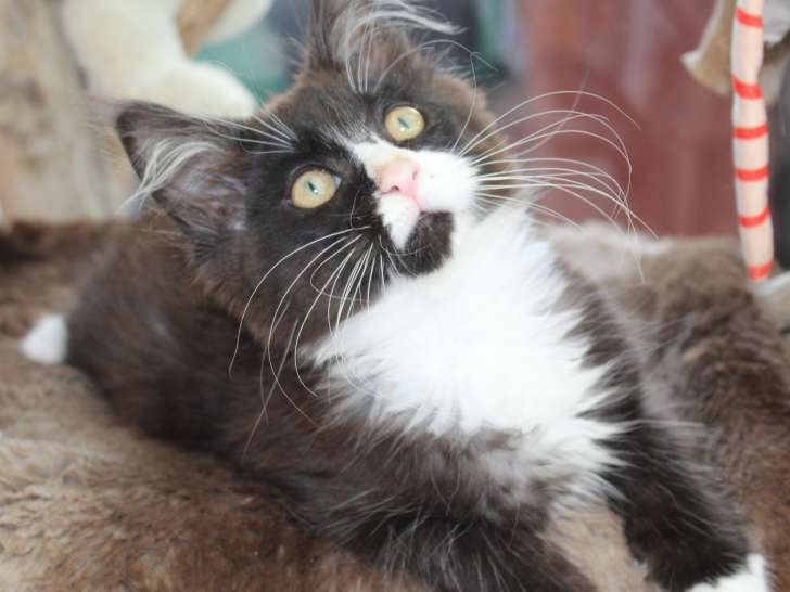 Disponible un chaton mâle black smoke & blanc