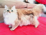 Chat adulte de 2018, British Longhair disponible pour saillie