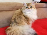 Chat adulte de 2018, British Longhair disponible pour saillie