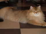 Chat adulte de 2018, British Longhair disponible pour saillie
