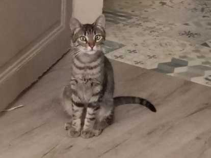 chat niort