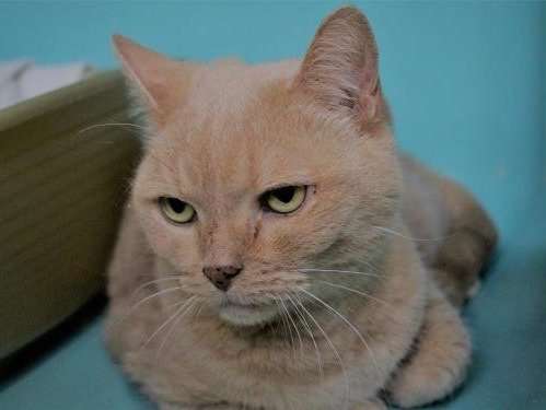 adopter un chat adulte british shorthair