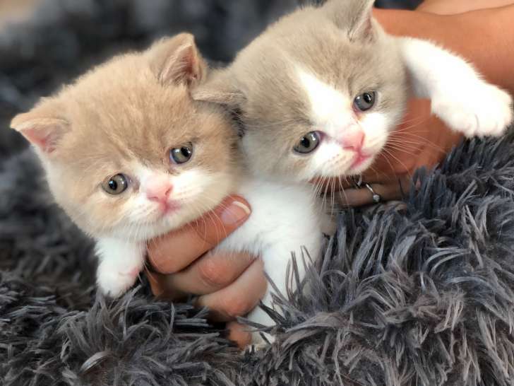 Chatons British Shorthair A Vendre Petite Annonce Chat