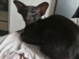 Mise en vente d’une chatonne orientale noire