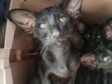 Mise en vente d’une chatonne orientale noire