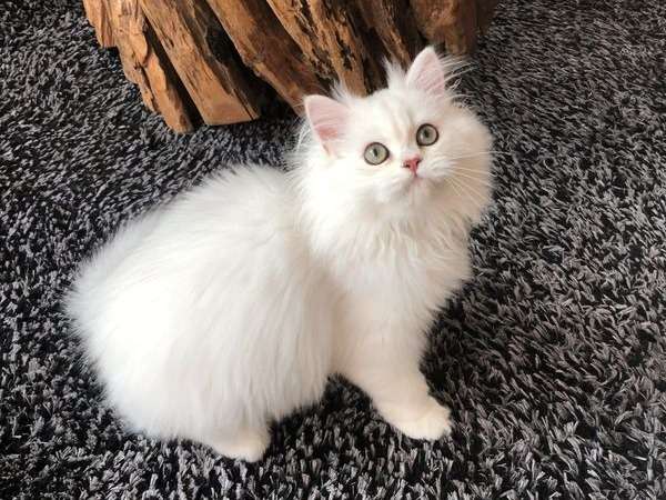 À vendre, chaton mâle British Longhair de couleur chocolat silver shaded
