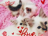 À vendre, quatre chatons Sacré de Birmanie
