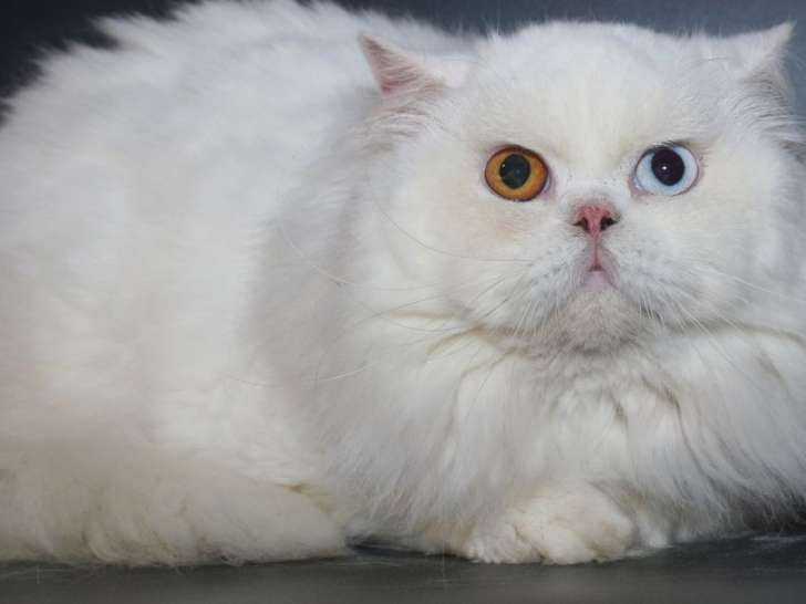 Vente d’un chat mâle blanc de race British longhair