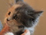 À vendre, six chatons Maine Coon