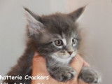 À vendre, six chatons Maine Coon