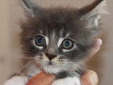 À vendre, six chatons Maine Coon