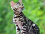 Chatonne Bengal brown spotted tabby, &agrave; vendre