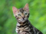 Chatonne Bengal brown spotted tabby, &agrave; vendre
