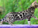 Chatonne Bengal brown spotted tabby, &agrave; vendre