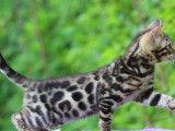 Chatonne Bengal brown spotted tabby, &agrave; vendre