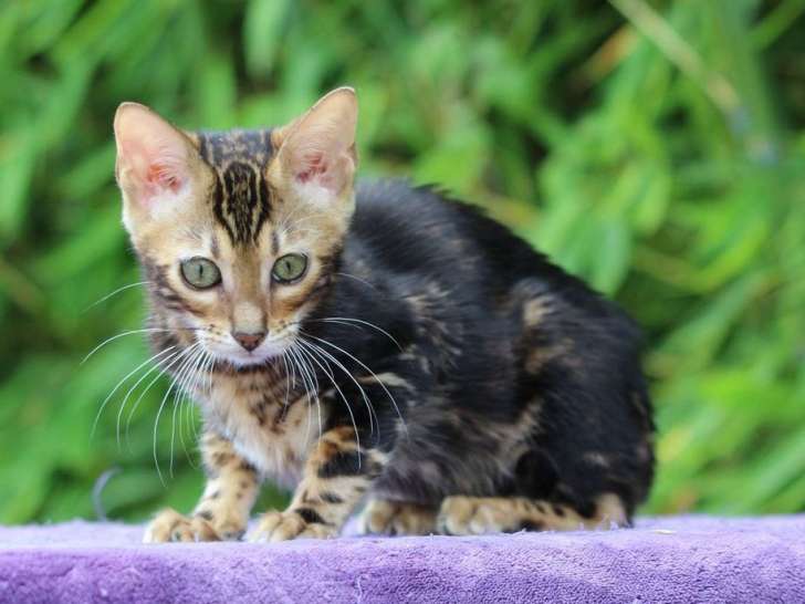 Mise en vente d’un chaton mâle Bengal brown marble tabby
