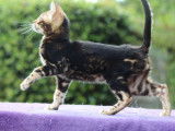 Mise en vente d&rsquo;un chaton m&acirc;le Bengal brown marble tabby