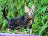 Mise en vente d&rsquo;un chaton m&acirc;le Bengal brown marble tabby