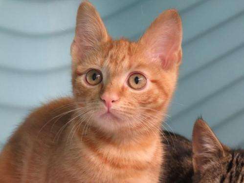 Une chatonne rousse née en juin 2021 à placer à l’adoption