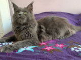À vendre : une chatte adulte Maine Coon âgée de 5 ans, au pelage bleu