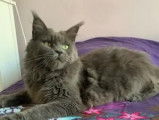 À vendre : une chatte adulte Maine Coon âgée de 5 ans, au pelage bleu