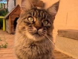 Disponible de suite : une chatte adulte Maine Coon âgée de 3 ans, de couleur brown mackerel tabby