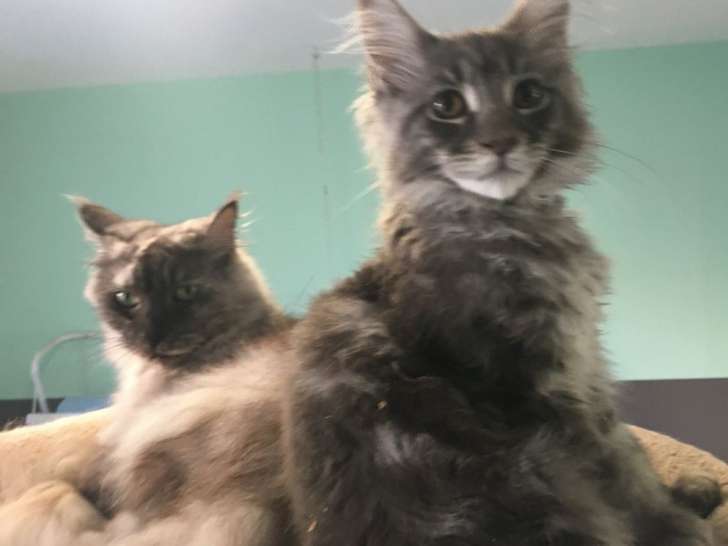 Deux chatonnes Maine Coon, nées en mai 2021 à vendre