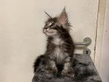 Disponibles de suite : deux chatons m&acirc;les Maine Coon, n&eacute;s en juillet 2021