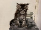 Disponibles de suite : deux chatons m&acirc;les Maine Coon, n&eacute;s en juillet 2021