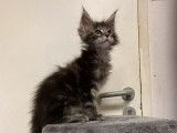 Disponibles de suite : deux chatons m&acirc;les Maine Coon, n&eacute;s en juillet 2021