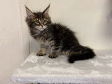 Disponibles de suite : deux chatons m&acirc;les Maine Coon, n&eacute;s en juillet 2021