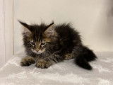 Disponibles de suite : deux chatons m&acirc;les Maine Coon, n&eacute;s en juillet 2021