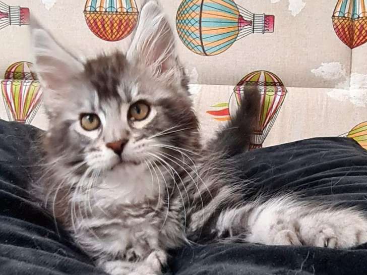 À vendre : un chaton mâle Maine Coon, né en juillet 2021, de couleur black silver