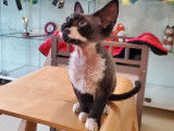 Disponible de suite : un chaton mâle Devon Rex de couleur noire et blanche, né en 2021