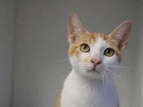 Adoption demandée pour chaton mâle red tabby et blanc de mars 2021