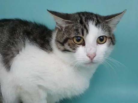 Un Chat Male Tigre Blanc De 7 Ans Ne En 14 Recherche Famille Petite Annonce Chat Un Chat Male Tigre Blanc De 7 Ans Ne En 14 Recherche Famille Petite Annonce Chat