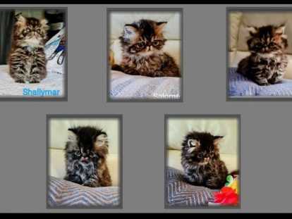 Eleveur De Persan Dans Le Calvados Tous Les Elevages