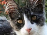Angoras Turcs  LOOF chatons femelles avec facilités de paiement
