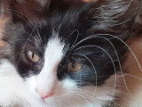 Angoras Turcs  LOOF chatons femelles avec facilités de paiement