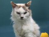 Chatte senior blanche et marron à placer