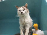 Chatte senior blanche et marron à placer