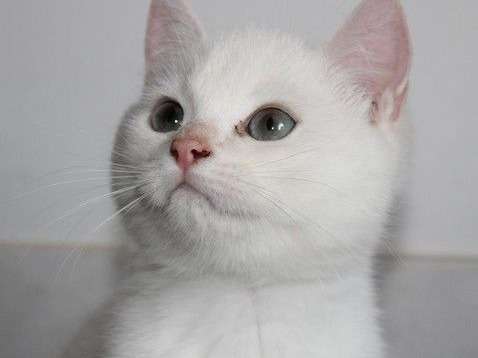 Mise en vente d’un chaton British Shorthair mâle red chinchilla né en mai 2021