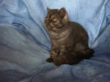 Chaton Exotic Shorthair m&acirc;le black smoke