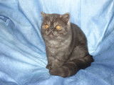 Chaton Exotic Shorthair m&acirc;le black smoke